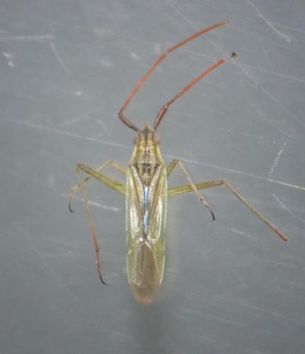 Réf. 296 760 : Trigonotylus sp.